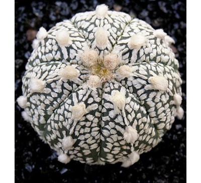 Астрофитум звездчатый "Супер Кабуто" (3 шт.) / Astrophytum Asterias cv.super kabuto 